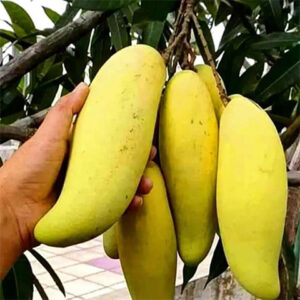 Banana Mango