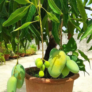 Nam doki mai mango