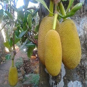 Chembarathi Varikka
