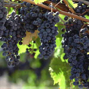 Black Grapes Buy