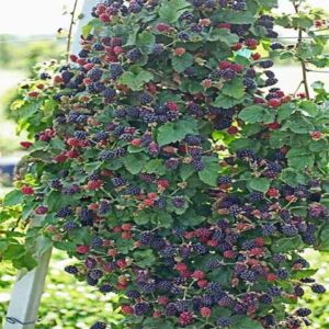 Blackberry