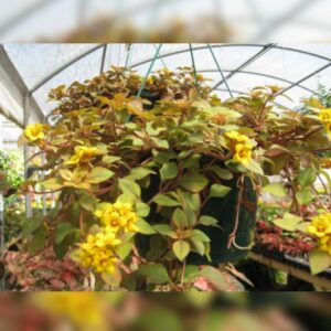 Outback sunset - {Hanging plant}