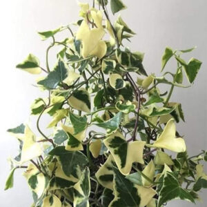 Varigated English ivy