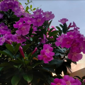 Glow vine / Purple Bignonia