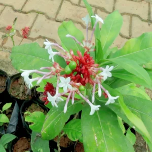 Sarpagandha