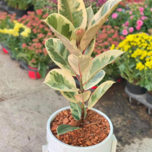 Rubber Plant Varigated