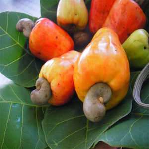 Cashew Plant( Dwarf Variety)
