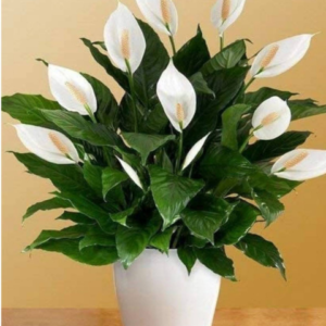 Peace Lilly
