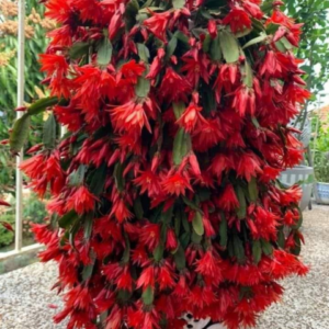 Christmas cactus Red