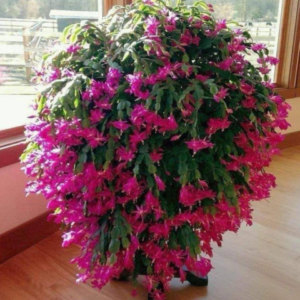 Christmas Cactus Pink