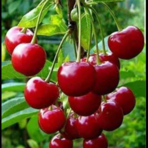 Manila Cherry plant