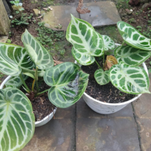 Foliage Anthurium / Elephent ear anthurium