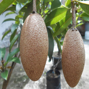 Banana Sapota