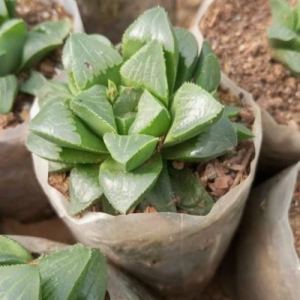 Haworthia Retusa Star Cactus