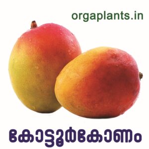 Kottukonam