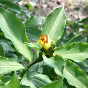 Insulin Plant